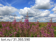 Beautiful field with flowers of Ivan Tea or Kipreya under a blue sky and white clouds on a summer day. Стоковое фото, фотограф Яна Королёва / Фотобанк Лори