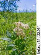 Лабазник вязолистный (лат. Filipendula ulmaria) — лекарственное многолетнее травянистое растение семейства Розовые (Rosaceae). Растение в природной среде произрастания. Западная Сибирь, Россия, Июль. Стоковое фото, фотограф Евгений Мухортов / Фотобанк Лори