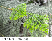 Молодые побеги араукарии разнолистной (Araucaria heterophylla (Salisb.) Franco) Стоковое фото, фотограф Ирина Борсученко / Фотобанк Лори