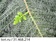 Маленький молодой побег араукарии разнолистной (Araucaria heterophylla (Salisb.) Franco) Стоковое фото, фотограф Ирина Борсученко / Фотобанк Лори