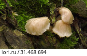 Гриб вешенка на дереве. Pearl oyster mushroom on the tree. Стоковое видео, видеограф Евгений Романов / Фотобанк Лори