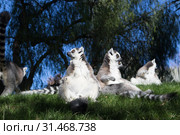 Family of lemurs sunbathing on the grass. The ring tailed lemur, Lemur catta, is a large strepsirrhine primate and the most recognized lemur due to its long, black and white ringed tail. Стоковое фото, фотограф Matej Kastelic / Фотобанк Лори