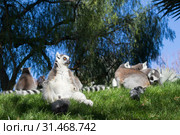 Family of lemurs sunbathing on the grass. The ring tailed lemur, Lemur catta, is a large strepsirrhine primate and the most recognized lemur due to its long, black and white ringed tail. Стоковое фото, фотограф Matej Kastelic / Фотобанк Лори