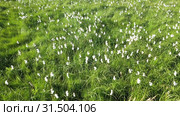 Eriophorum polystachyon. Пушица многоколосковая летом на севере Западной Сибири. Стоковое видео, видеограф Григорий Писоцкий / Фотобанк Лори