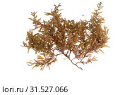 Pelagic brown algae in the genus Sargassum. The berry-like structures are gas-filled bladders known as pneumatocysts, which provide buoyancy to the plant. Isolated on white background. Стоковое фото, фотограф Ирина Кожемякина / Фотобанк Лори