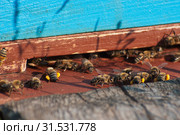Горная пасека. Пчёлы у летка. Mountain apiary. Bees at the tap-hole. Стоковое фото, фотограф Евгений Романов / Фотобанк Лори