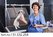 Female groomer with havanese puppy. Стоковое фото, фотограф Яков Филимонов / Фотобанк Лори