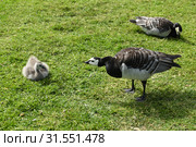 Angry Barnacle goose (Branta leucopsis). Helsinki, Finland (2019 год). Стоковое фото, фотограф Валерия Попова / Фотобанк Лори