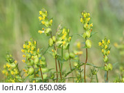 Погремок (Rhinanthus). Цветение растения крупным планом, Ямало-Ненецкий автономный округ. Стоковое фото, фотограф Григорий Писоцкий / Фотобанк Лори