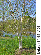 Береза полезная (гималайская) (Betula utilis D.Don ) на берегу озера. Весна. Стоковое фото, фотограф Ирина Борсученко / Фотобанк Лори