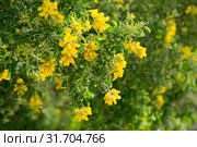 Yellow blooms of Teline osmariensis. Стоковое фото, фотограф Яков Филимонов / Фотобанк Лори