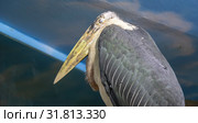 marabou stork (Leptoptilos crumenifer) -- large wading bird in the stork family Ciconiidae. Стоковое фото, фотограф Владимир Журавлев / Фотобанк Лори