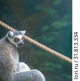 Ring-tailed lemur (Lemur Catta), closeup. Стоковое фото, фотограф Владимир Журавлев / Фотобанк Лори