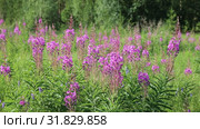 Иван-чай узколистный (Chamerion angustifolium), или Кипрей узколистный (Epilobium angustifolium) на лугу в июле, Ямало-Ненецкий автономный округ. Стоковое видео, видеограф Григорий Писоцкий / Фотобанк Лори