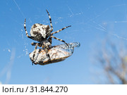European Garden Spider, Araneus Diadematus or Cross spider with pray in spider web. Стоковое фото, фотограф Matej Kastelic / Фотобанк Лори