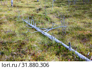 Dry fallen steam of pine, lying on wet earth of swamp. Marshland in Karelia. Стоковое фото, фотограф Кекяляйнен Андрей / Фотобанк Лори
