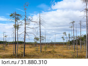 Marshes with yellow grass, dry trees and pines growing in wet earth. Northern Karelia. Стоковое фото, фотограф Кекяляйнен Андрей / Фотобанк Лори