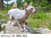 Don sphynx cat braces for jump somebody in grass, standing on stone. Стоковое фото, фотограф Кекяляйнен Андрей / Фотобанк Лори