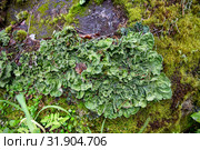 Пельтигера пупырчатая (Peltigera aphthosa) на замшелом камне в лесу. Стоковое фото, фотограф Наталья Осипова / Фотобанк Лори