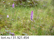 Ятрышник пятнистый(пальчатокоренник) растет на болоте (Orchis maculate). Красная книга. Карелия. Россия. Стоковое фото, фотограф Наталья Осипова / Фотобанк Лори