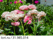 Пион межвидовой гибрид Этчед Салмон (Paeonia Etched Salmon) Стоковое фото, фотограф Ольга Сейфутдинова / Фотобанк Лори