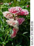 Пион межвидовой гибрид Этчед Салмон (Paeonia Etched Salmon) Стоковое фото, фотограф Ольга Сейфутдинова / Фотобанк Лори