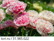 Пион межвидовой гибрид Этчед Салмон (Paeonia Etched Salmon) Стоковое фото, фотограф Ольга Сейфутдинова / Фотобанк Лори
