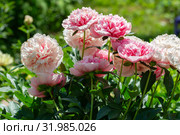Пион межвидовой гибрид Этчед Салмон (Paeonia Etched Salmon) Стоковое фото, фотограф Ольга Сейфутдинова / Фотобанк Лори