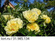 Пион Ито-гибрид Бартзелла (Paeonia Itoh Hybrids Bartzella) Стоковое фото, фотограф Ольга Сейфутдинова / Фотобанк Лори