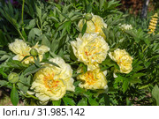 Пион Ито-гибрид Бартзелла (Paeonia Itoh Hybrids Bartzella) Стоковое фото, фотограф Ольга Сейфутдинова / Фотобанк Лори
