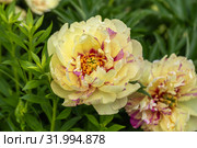 Пион ИТО-гибрид Лоллипоп (Paeonia Itoh Hybrids Lolliepop) Стоковое фото, фотограф Ольга Сейфутдинова / Фотобанк Лори