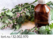 Motherwort - a medicinal plant with a calming effect. Стоковое фото, фотограф Galina Tolochko / Фотобанк Лори