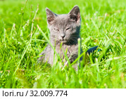 Маленький серый котенок сидит в зеленой траве, щурясь от солнца. Летний день. Стоковое фото, фотограф E. O. / Фотобанк Лори
