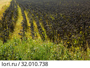 Illustration of scenics fields with ripe sunflowers (2017 год). Стоковое фото, фотограф Яков Филимонов / Фотобанк Лори