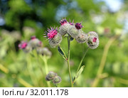 Лопух паутинистый (лат. Arctium tomentosum) Стоковое фото, фотограф Григорий Писоцкий / Фотобанк Лори