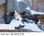 Птица Гриф Бородач - Ягнятник. Bearded Vulture. Стоковое фото, фотограф Галина Савина / Фотобанк Лори
