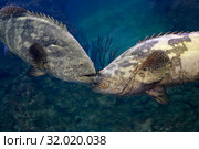 Два группера Голиафа (Epinephelus itajara) встретились на рифе. Стоковое фото, фотограф Татьяна Белова / Фотобанк Лори