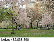 Sakura Park owes its name to more than 2,000 cherry trees delivered to parks in New York City from Japan in 1912 (2019 год). Стоковое фото, фотограф Валерия Попова / Фотобанк Лори