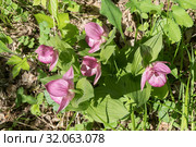 Вид сверху на куст крупноцветковых орхидей Венерин башмачок (Cypripedium ventricosum) в лесу. Стоковое фото, фотограф Светлана Попова / Фотобанк Лори