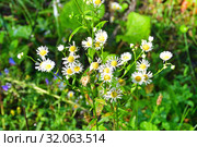 Erigeron annuus ssp. septentrionalis (Fernald & Wiegand) Wagenitz (семейство Asteraceae) Мелколепестник северный в Абхазии (2019 год). Стоковое фото, фотограф Овчинникова Ирина / Фотобанк Лори