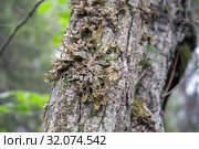 Лобария лёгочная (лат. Lobaria pulmonaria). Лишайник растет на осине в лесу. Россия. Северная Карелия. Стоковое фото, фотограф Наталья Осипова / Фотобанк Лори
