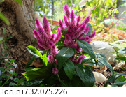 Целозия колосковая, или целозия Хаттона (Celosia spicata) Стоковое фото, фотограф Irina Opachevsky / Фотобанк Лори