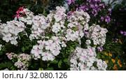 Флокс Европа (Phlox). Группа цветущих растений. Стоковое видео, видеограф Ольга Сейфутдинова / Фотобанк Лори