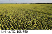 Поле спелых подсолнухов. Вид с воздуха. Field of ripe sunflowers. Aerial view. Стоковое фото, фотограф Евгений Романов / Фотобанк Лори
