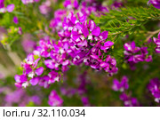 pink polygala myrtifolia flowers. Стоковое фото, фотограф Яков Филимонов / Фотобанк Лори