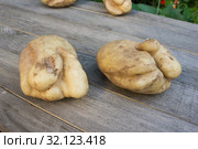 Ростовые трещины на клубнях картофеля, следствие неблагоприятных условий выращивания. Стоковое фото, фотограф Александр Романов / Фотобанк Лори