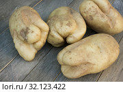 Трещины на клубнях картофеля, следствие неблагоприятных условий выращивания. Стоковое фото, фотограф Александр Романов / Фотобанк Лори