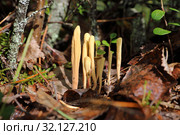 Рогатик язычковый (Clavariadelphus ligula). Краснокнижный вид гриба, Ямало-Ненецкий автономный округ. Стоковое фото, фотограф Григорий Писоцкий / Фотобанк Лори