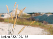 timothy grass on background chalkpit. Стоковое фото, фотограф Майя Крученкова / Фотобанк Лори