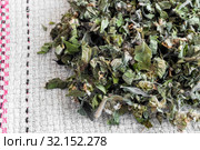 Motherwort - a medicinal plant with a calming effect. Стоковое фото, фотограф Galina Tolochko / Фотобанк Лори
